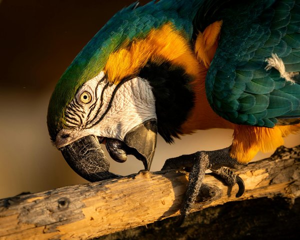 Welche Vorteile hat es eine Katze zu adoptieren?